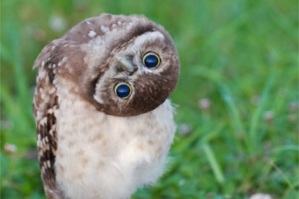 A burrowing owl is able to turn its head 270 degrees in either direction side-to-side, and more than 90 degrees up-and-down. (Matthew Paulson/Creative Commons)