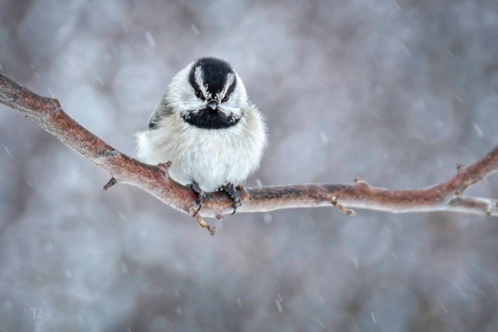Mountain chickadee. (Tia Zimmerman/The Nature Conservancy)
